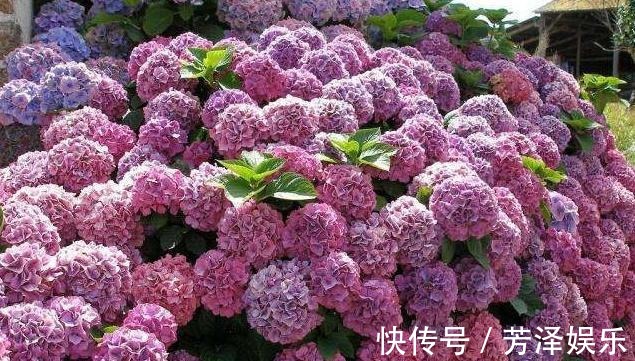 枝条|养绣球“修剪”要做对，花期必开花，花开几百朵，变成“大花球”