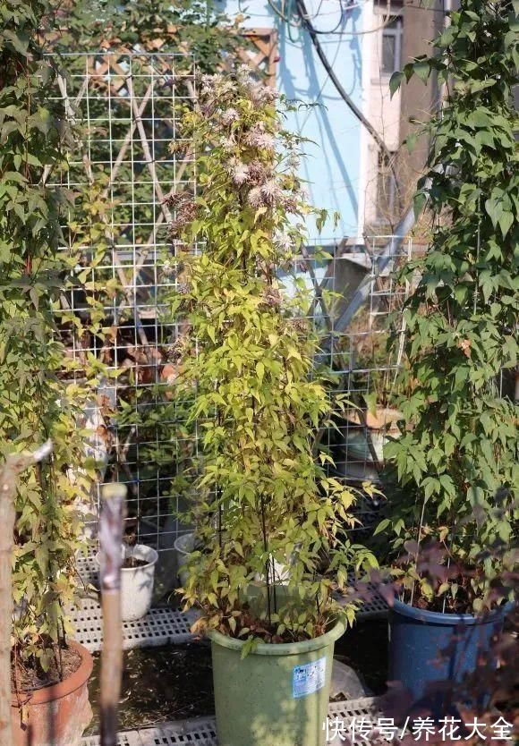 7种花冬天会假死，叶子掉光不要扔，明年还能大爆花