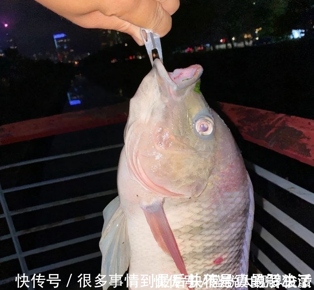 河道“巨型罗非”扎堆，钓鱼人：三五斤起步，半天钓十几条