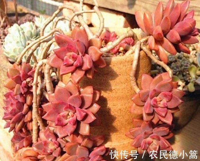 秋冬养多肉，满足4个要点，盆盆妖艳，普货也能养出好状态