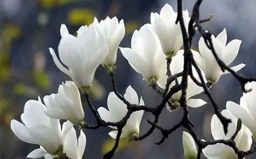 排水|古代的“大户人家”都喜欢养这10种植物,家里养几盆,富贵吉祥旺家宅,你家养了吗