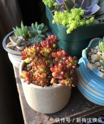 茶花|最近1个月,5种花赶紧“扦插”,生根快、长得旺,错过等明年