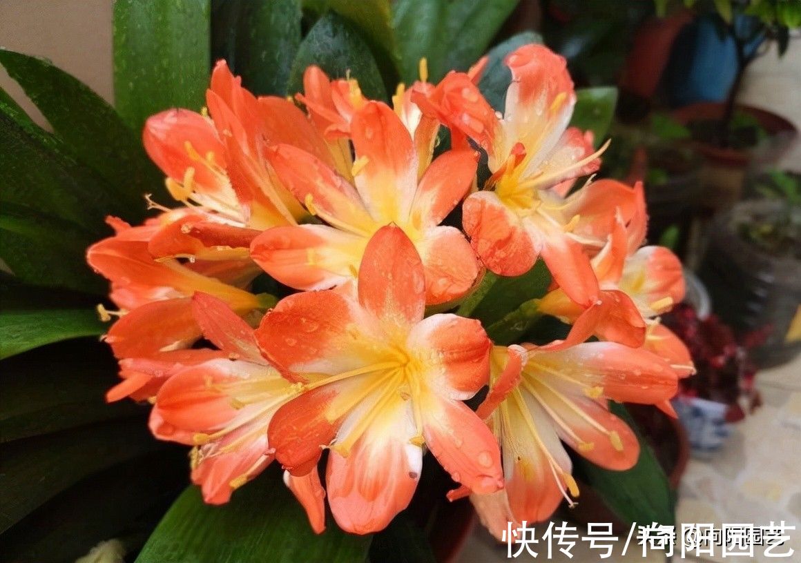 秋天养君子兰,赶紧追肥,要不到了冬天夹箭,不开花