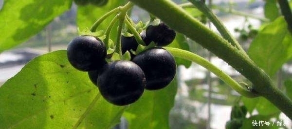 龙葵果|提个醒:在路边遇到这种野果,一定要摘回家,现在了解还不迟
