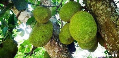 女性|女性不妨坚持吃几种食物,淡化皱纹,延缓衰老,早吃早好!