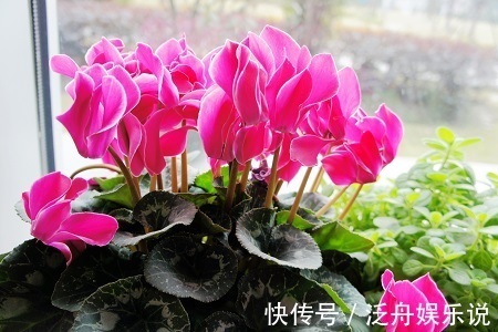 观赏价值|家里养了5种花,4月开败后及时修剪,不然明年没花赏