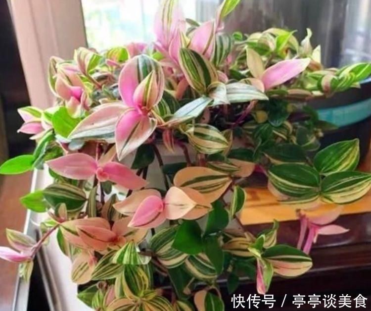叶片|它是吊兰中的极品，姹紫嫣红、高端大气，养在客厅太上档次