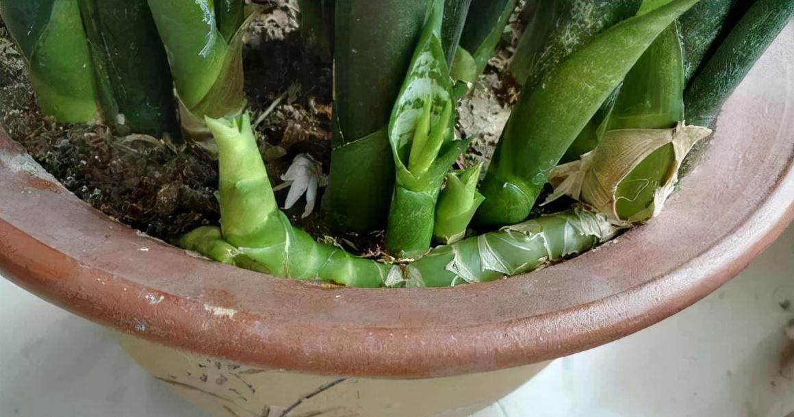 十月养虎皮兰，做好“一动作”，催出一堆小崽，次月养成盆景老桩