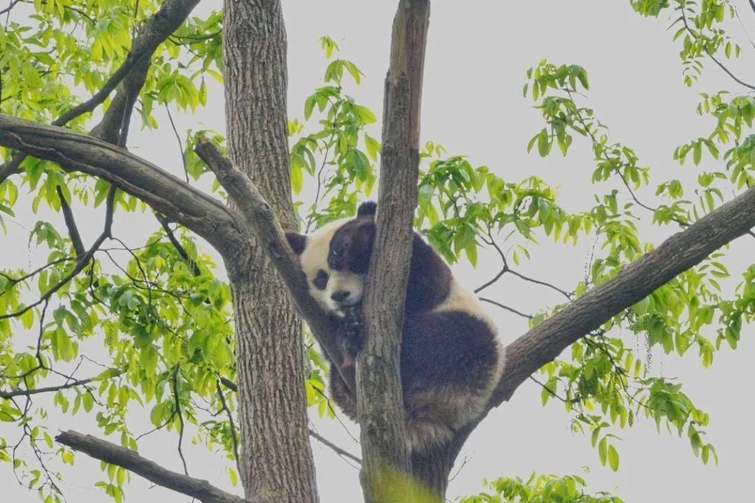 享自然！来碧峰峡，做一个关于自然的梦