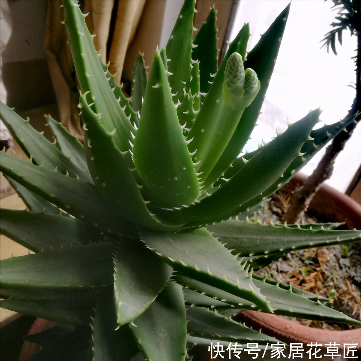 金钱树|夏天到了，8种花要及时控水，越热越不能浇水，一浇就出问题