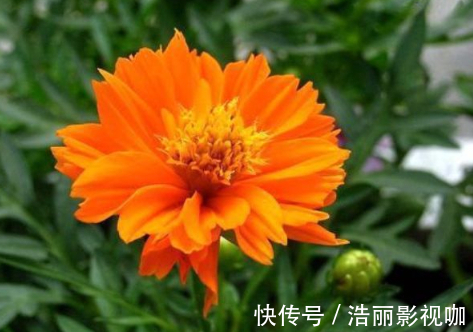 花瓣|喜欢菊花,不如养盆“菊之珍品”,似鹿角昂扬,飘逸妖娆