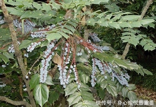 破坏|若在山中遇见“它”，请引起重视，别有意破坏，价值高，不允许！