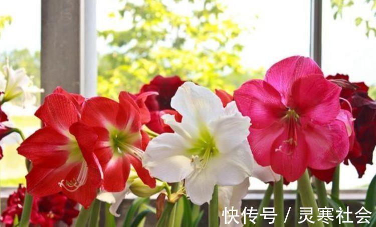 几种花,开花漂亮又好养,每天都开花,四季都灿烂