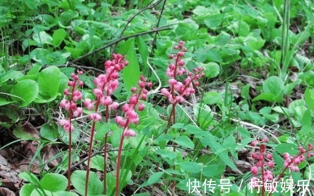 中草药|俗称“鹿蹄草”,野生可遇不可求,男人吃了身体好
