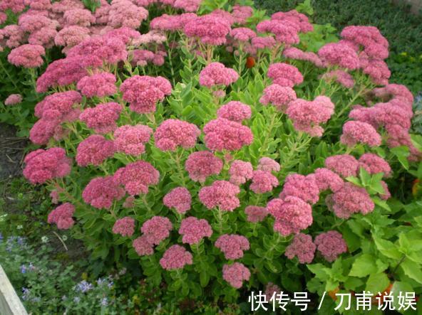 农村3种“野多肉”,见到挖2棵,肥嘟嘟做盆栽,省下“买肉钱”