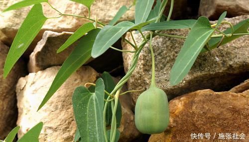 健脑益智|会吃的人最健康,三种食物离不开,健脑益智,营养丰富,好处多多