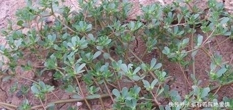 一種野菜治一種病，野菜不僅好吃，還有消炎，降血壓，清熱的功效