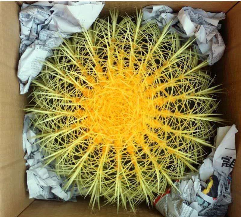 虎年春节不能少的4种虎花,养在家里虎虎生威,旺家有旺财