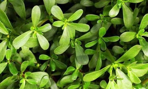 春天有炎症，适合吃的食物，杀菌消炎，活血益气，促进肌肤排毒