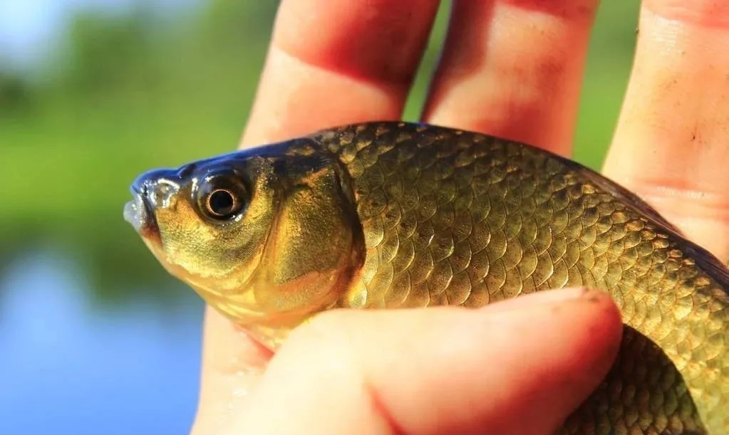 鲫鱼爱吃的是这种饵,用对饵料,不愁钓不到大板鲫!