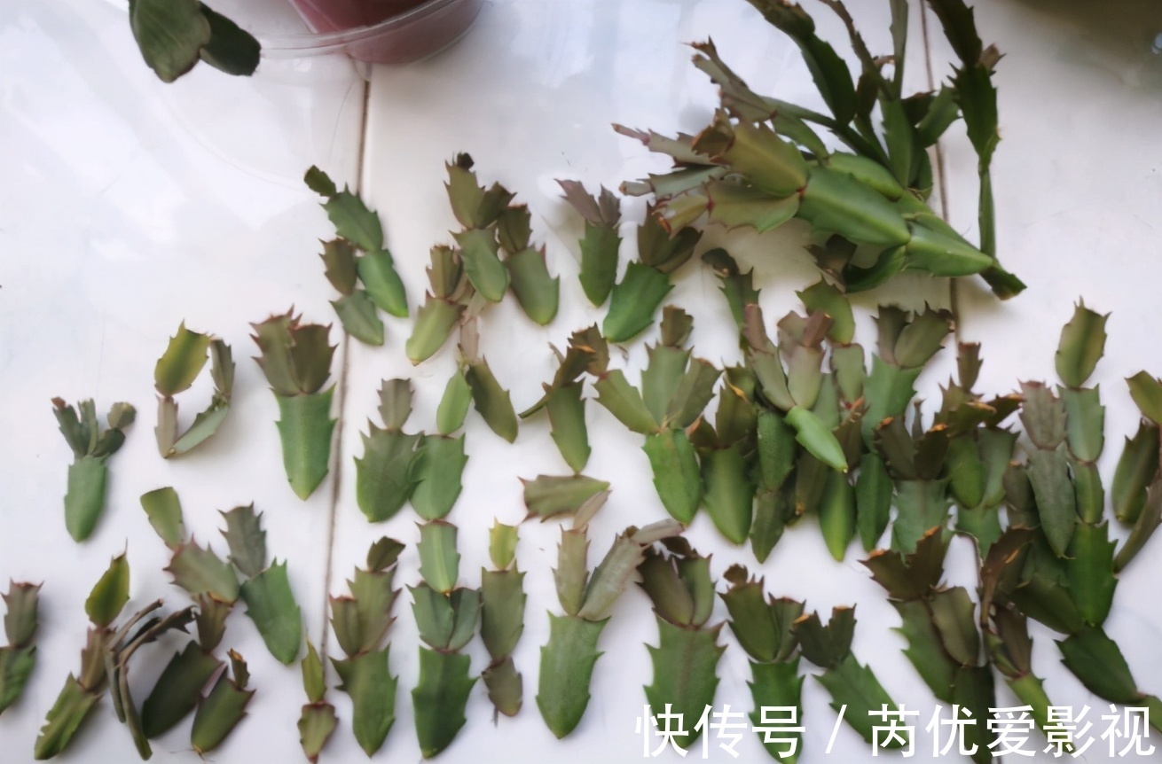 盆栽花谢后就扔掉?太浪费了,这3样“弄一下”年年开花