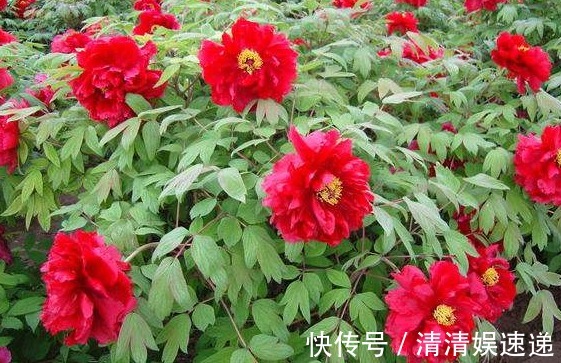 新手养花不如养一盆“芳纪”，花色纯正，香味浓郁，适合盆栽养殖