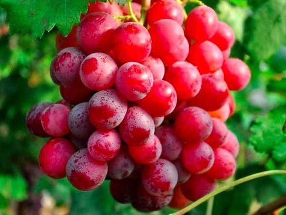 西红柿汤|女人到40不想长皱纹，多吃这5种保健水果，个个是宝，嫩肤美容