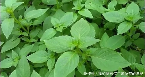 景天三七|常見的野菜都有多種功效,對癥吃才不浪費