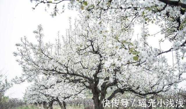 院子里种这3种树,寓意深远,吉祥旺宅,来看看