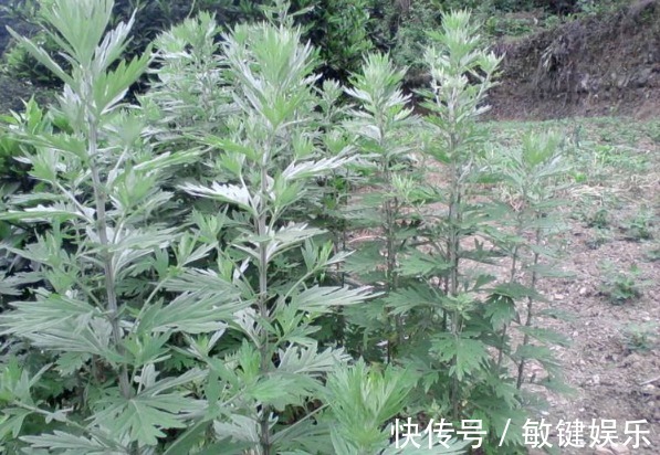 艾叶|田间没人要的野草,竟是腰间盘突出的“救命草”,三天见奇效