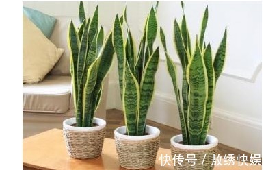 以下7种常养花施肥大全,告诫花友们一定不要在瞎施肥啦