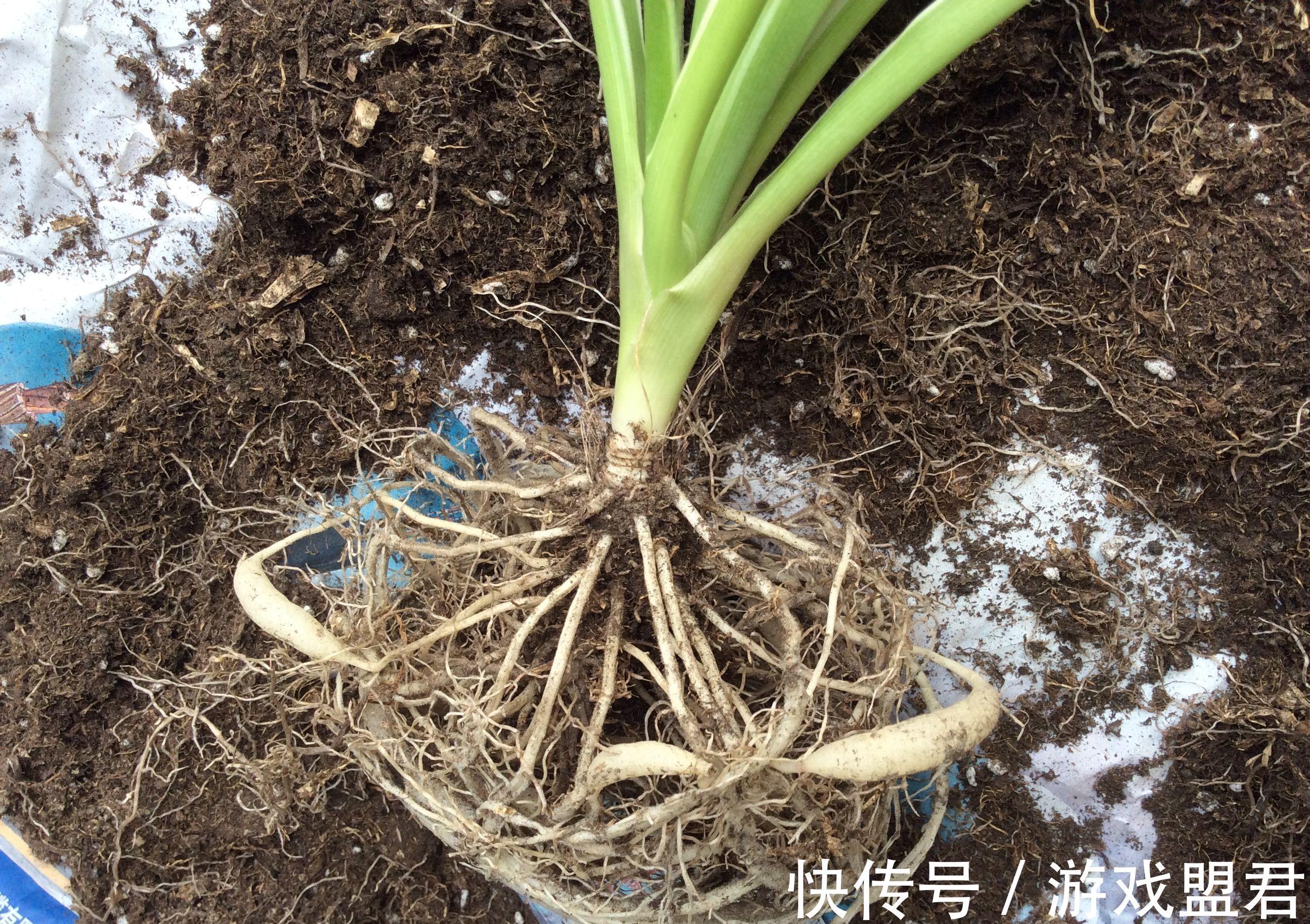 特爱“吃土”的8种花,该换盆时就换盆,别偷懒