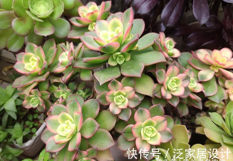 多肉艳日辉和星爆,一个好养到不像法师,另一个则颜值长期在线