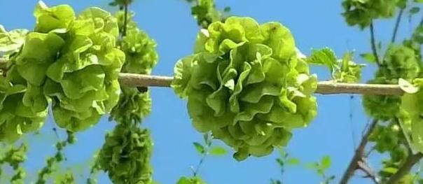  香椿|蒲公英、香椿、榆树钱、白蒿，一种野菜就能治一种病，了解一下