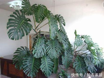 适合客厅养的4种大型花，个个寓意好，养好家人身体健康