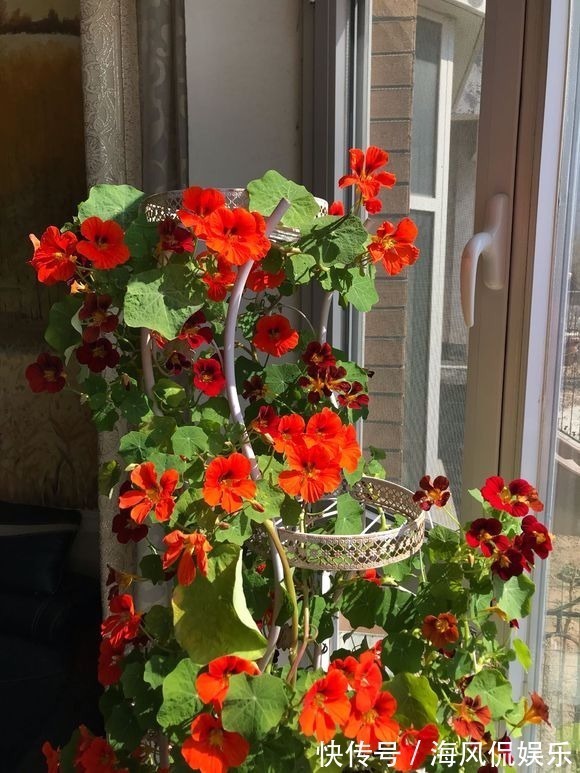 这3种花,一到秋天就开爆盆,阳台美成小花园!