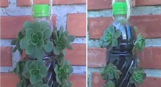 植物|没地种花种菜,没时间浇水几个塑料瓶就能解决,DIY变废为宝