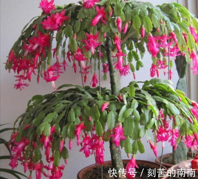 蟹爪兰开完花后“软趴趴”摘摘叶片,补补肥,花开一茬接一茬!