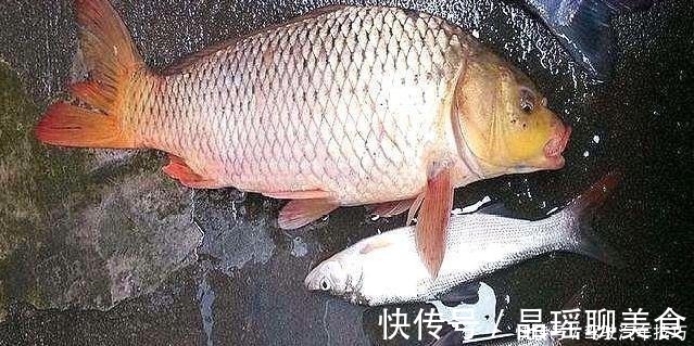 大鱼|再三强调,搓饵按我说的用,上钩的鱼儿一条大过一条,特过瘾