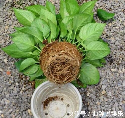 危害|家里养了5年的绿萝，现在才知道危害这么大，再不敢养在家