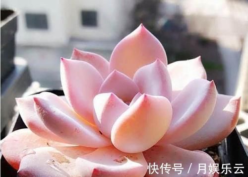 冬天养多肉,做好3件事,叶片厚实胖嘟嘟,安全过冬长爆盆!