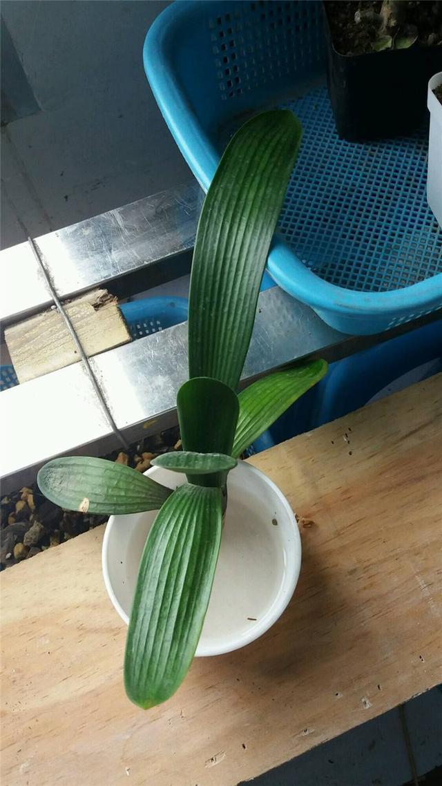 修剪|君子兰换盆时要剪根别太随意，剪错会整盆死