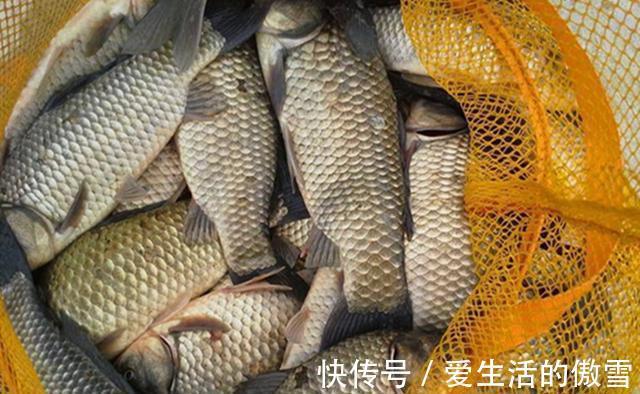 七星漂|野钓鲫鱼,不能钓底需要钓浮的几个时机,鱼层变化,钓法要跟着变