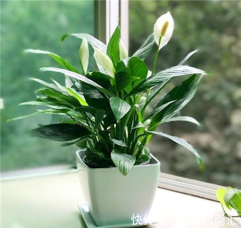 卧室养花,就养几种“健康”花,空气清新促睡眠,一觉睡到大天亮