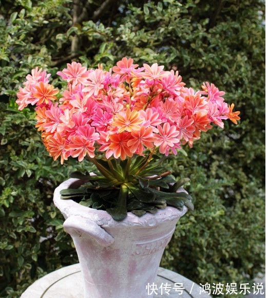 露薇花|别再养绿萝吊兰了，以下盆景花美又好养，花色很绚丽，四季有花赏