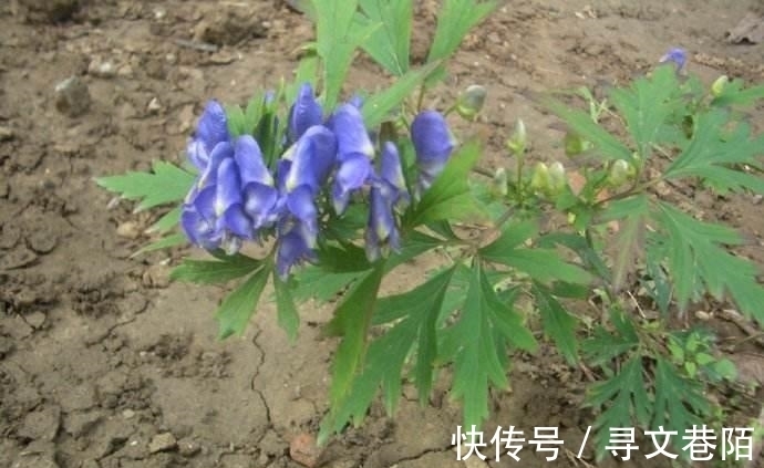 关公刮骨疗伤就是中了它的毒,山上很常见,遇到需谨慎!