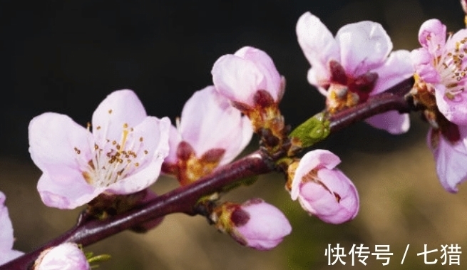 运势|11月开始，运势上涨，贵人相助，事业进步，生活更美好的四大生肖