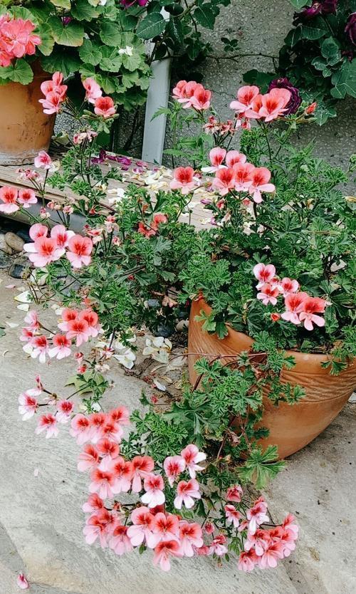 秋天|天气转凉,建议扦插6种花,温度“适宜”利于生根