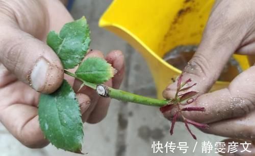 育苗|学会这些小技巧,养花扦插将成“小事一桩”
