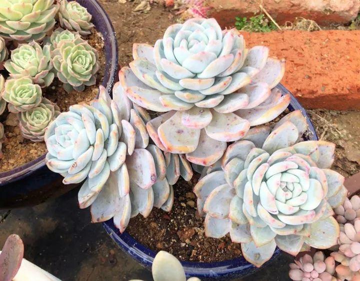 姐姐养了9年的多肉，没有买肥就用它，个个长成精！